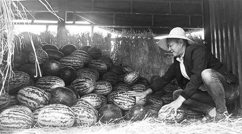 碣石吃瓜群众事件视频大全,视频大全背后的真相与反思