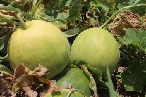 吃瓜群众最爱的甜瓜视频,揭秘网红美食背后的甜蜜诱惑